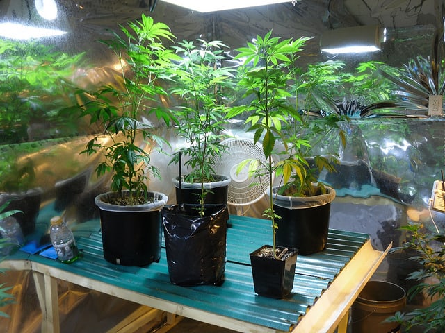 Marijuana plants growing indoors