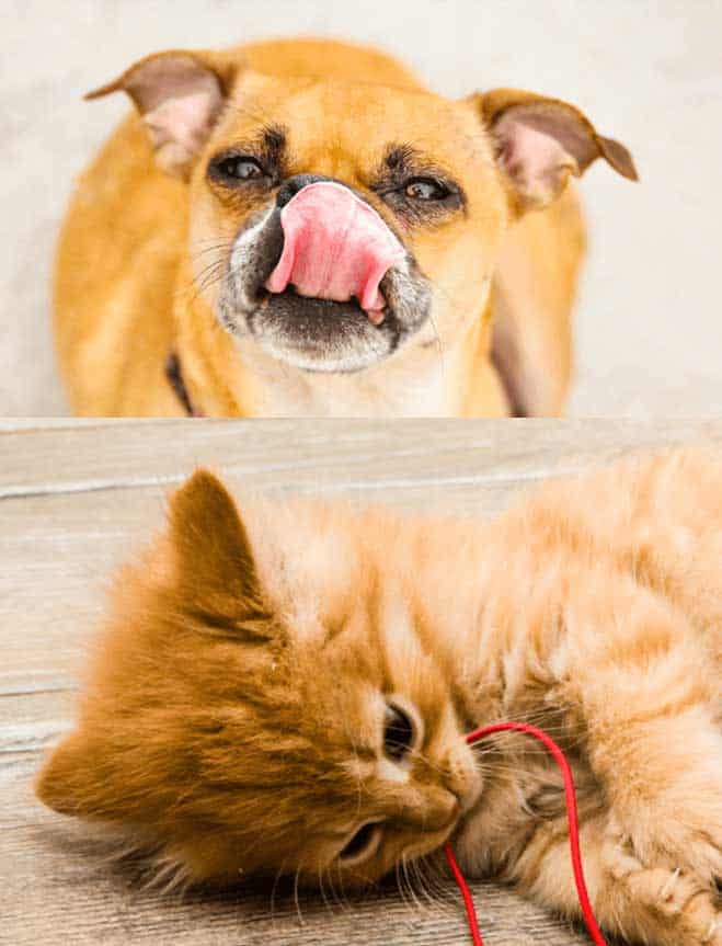 Dog, Cat