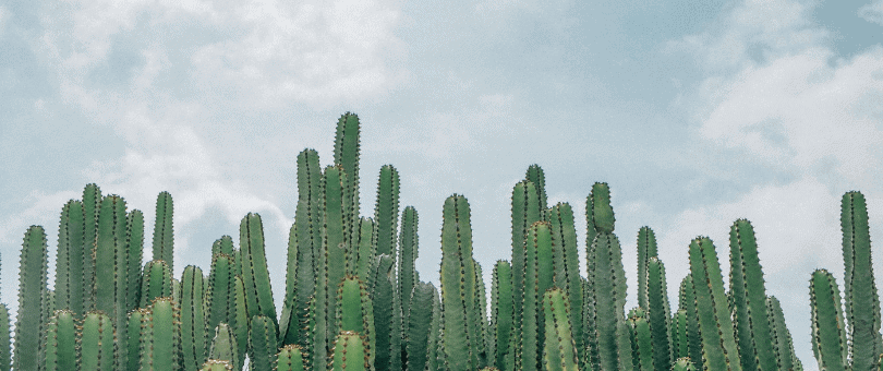 Cactus against the sky
